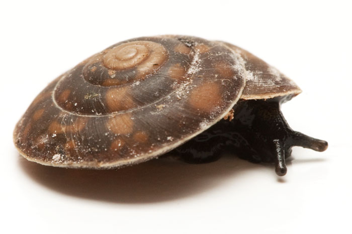 Представитель Семейства Trochomorphidae